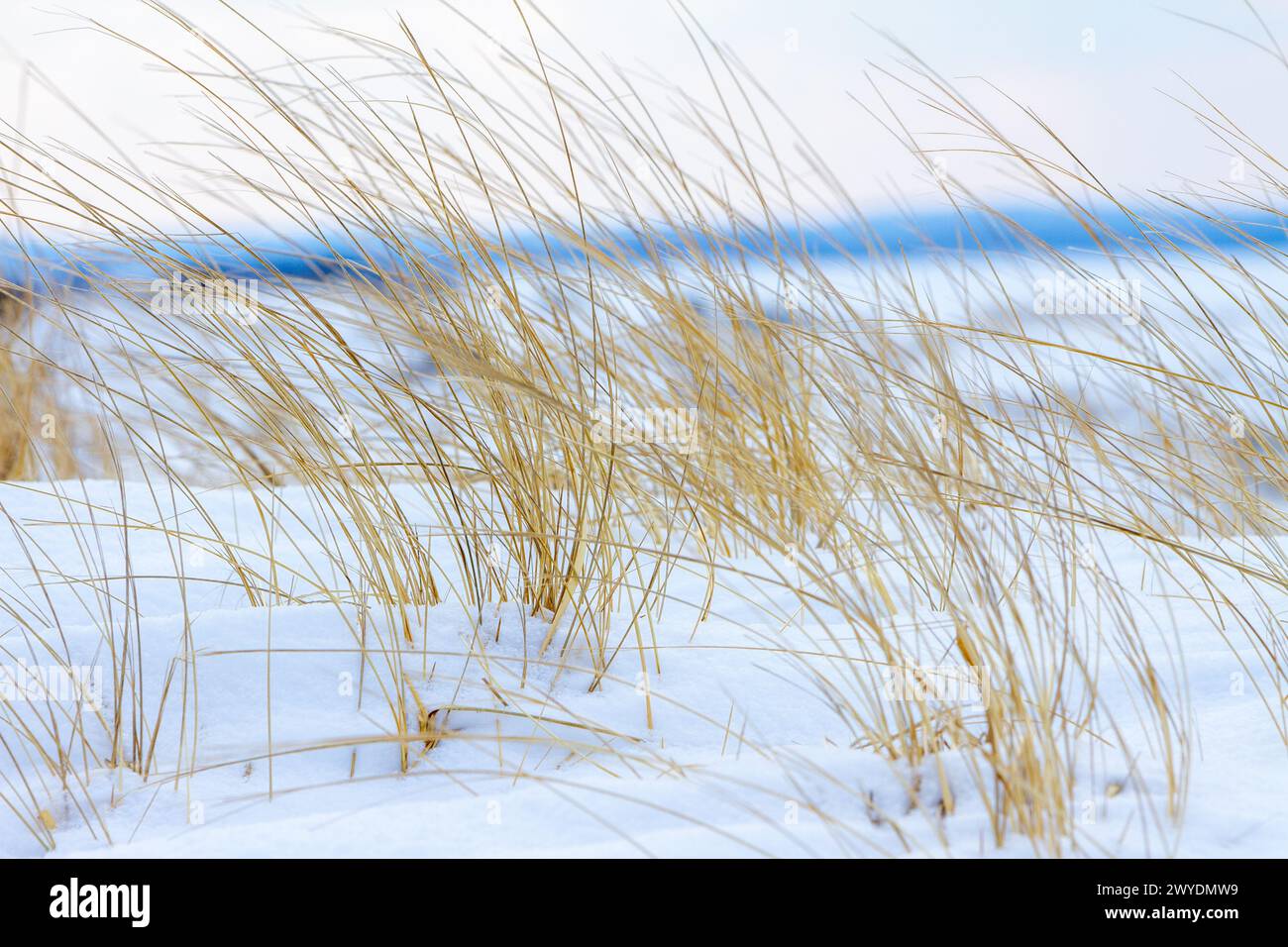 Herbes dorées se balançant dans le paysage hivernal enneigé Banque D'Images