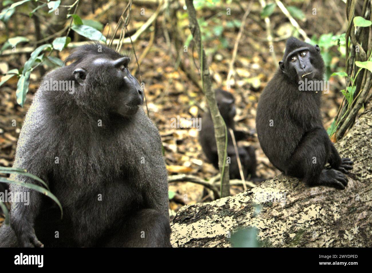 Macaques à crête (Macaca nigra) dans la forêt de Tangkoko, Sulawesi du Nord, Indonésie. «Le changement climatique est l'un des principaux facteurs affectant la biodiversité dans le monde à un rythme alarmant», selon une équipe de scientifiques dirigée par Antonio Acini Vasquez-Aguilar dans leur document de recherche publié pour la première fois en mars 2024 sur environ Monit Assess. Cela pourrait modifier la répartition géographique des espèces, y compris les espèces qui dépendent grandement du couvert forestier, ont-ils écrit. En d'autres termes, le changement climatique peut réduire la pertinence de l'habitat des espèces de primates, ce qui pourrait les forcer à quitter des habitats sûrs et à faire face à... Banque D'Images