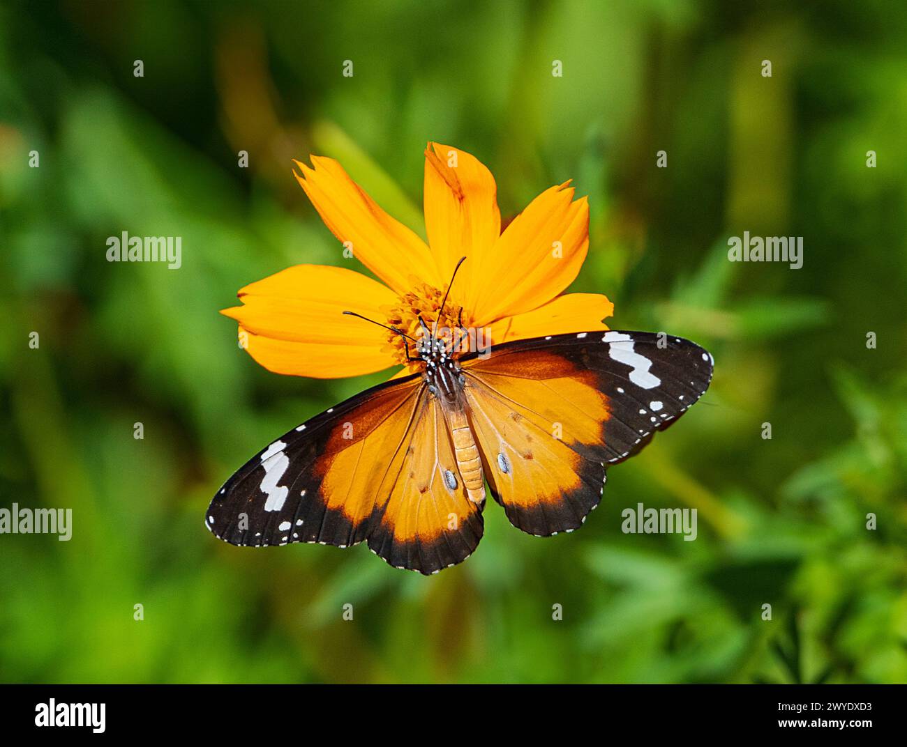 Papillon de tigre (Danaus chrysippus), Cunnamulla, Queensland, Queensland, Queensland, Queensland, Australie Banque D'Images