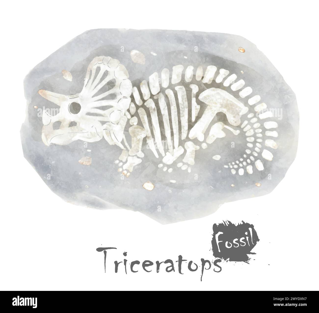 Fossile de dinosaure Tricératops dans la roche. Conception de peinture aquarelle. Vecteur . Illustration de Vecteur
