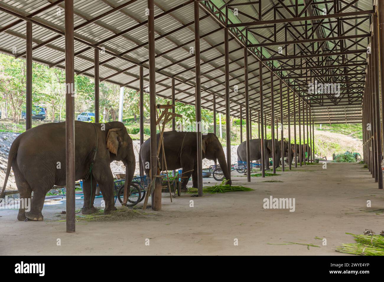 Les éléphants ont jeté une pépinière d'hôpital stable pour les soins de repos maison grande salle à Lampang Thaïlande Banque D'Images