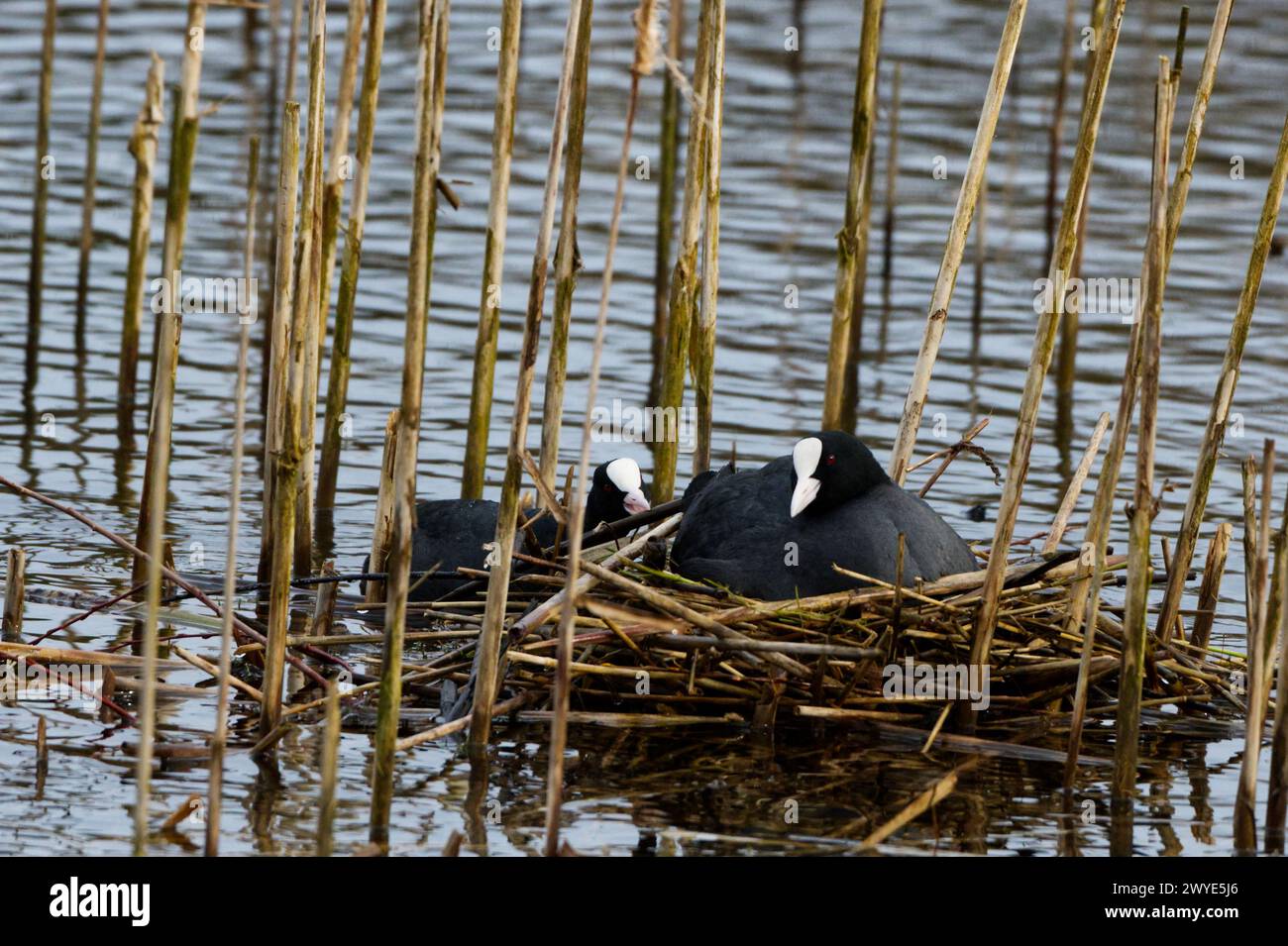 Deux coots sur un étang avec un assis sur un nid attendant que les œufs éclosent Banque D'Images