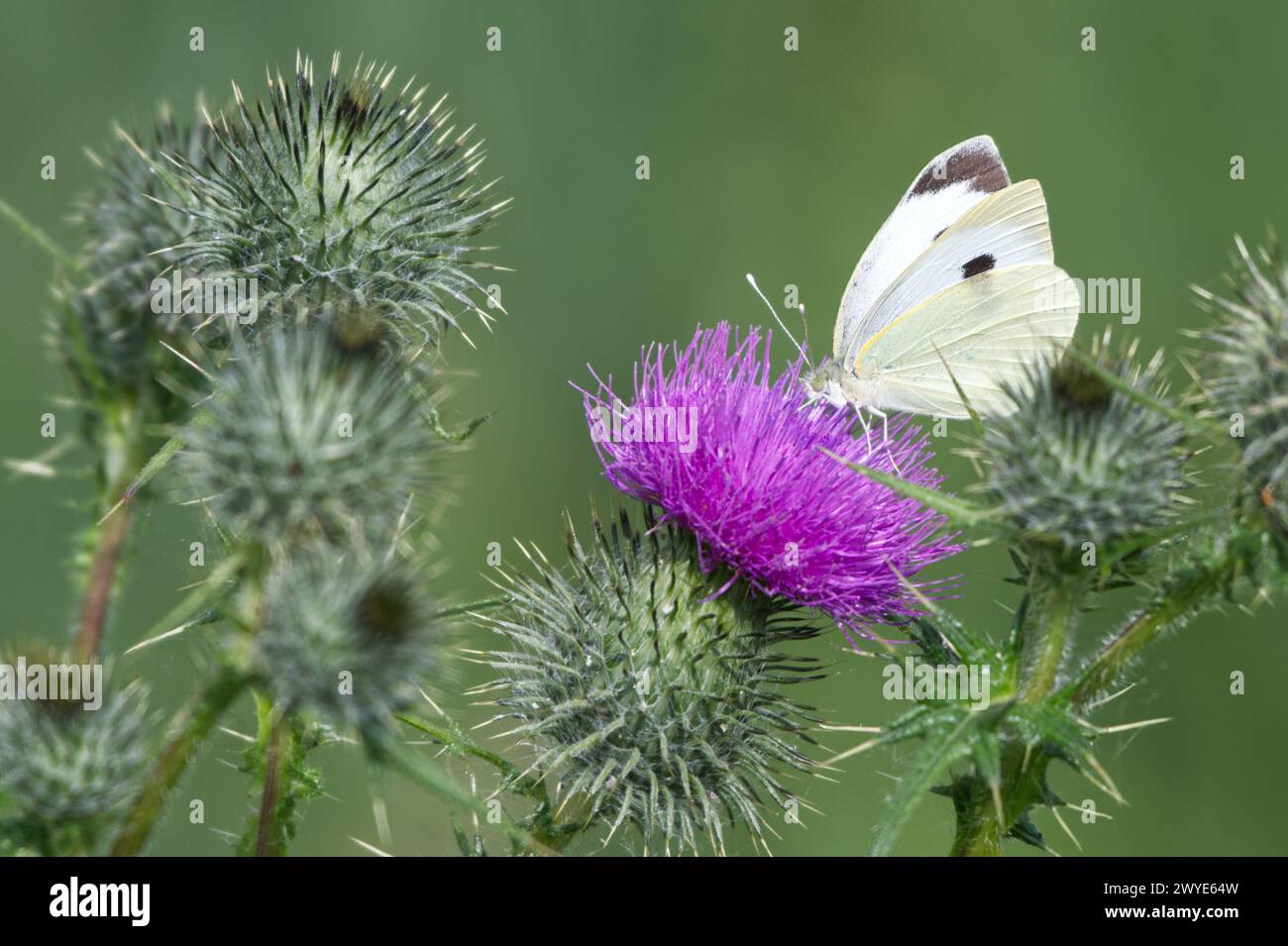 Petit papillon blanc sur une fleur de chardon sans tige avec plusieurs autres chardons en arrière-plan Banque D'Images