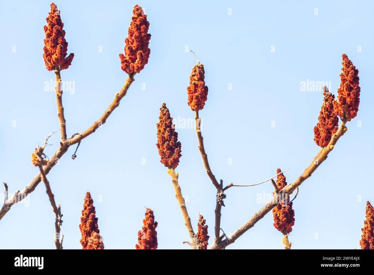 Gros plan de la grappe de Rhus typhina, rouge vif au soleil. Fruit Rhus typhina, détaillé et texturé, sur une branche. Photo de haute qualité Banque D'Images