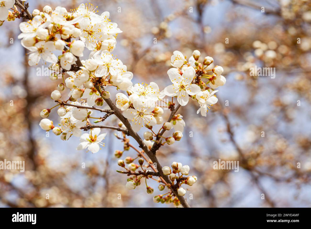 Belles fleurs blanches dans l'arbre fleurissant au début du printemps, backgroung blured. Photo de haute qualité. Photo de haute qualité Banque D'Images