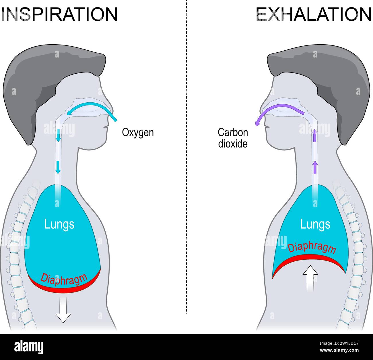 Respiration. Expiration et inspiration. Vue latérale d'un corps humain avec diaphragme et cavité pulmonaire. illustration vectorielle isolée sur fond blanc. Illustration de Vecteur