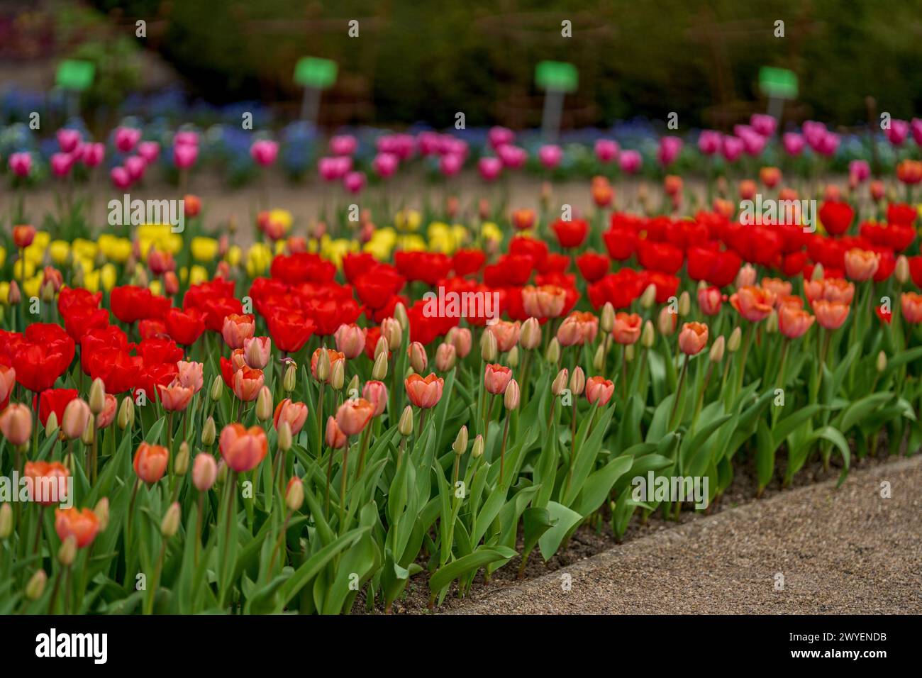 Rangées de tulipes molticolores fleuries luxuriantes et colorées Banque D'Images