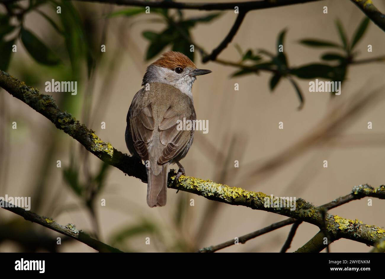 Femelle Blackcap Bird, Sylvia atricapilla avec Casquette marron distinctive perchée sur Une branche couverte de lichen, New Forest UK Banque D'Images