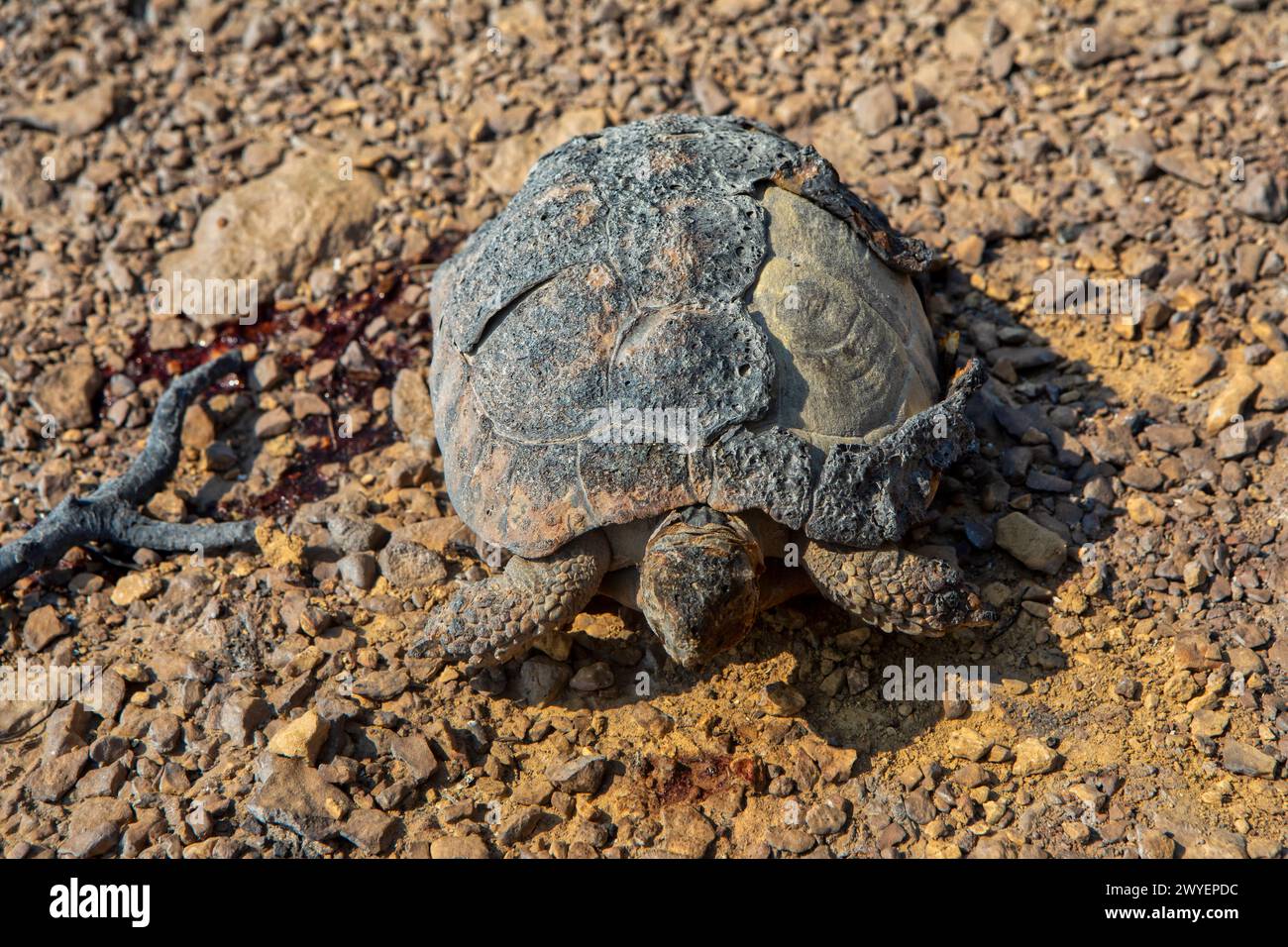 Une tortue brûlée après un incendie dans la préfecture d'Evros dans le nord de la Grèce dans le plus grand incendie jamais survenu en Europe le 23 août 2023 Banque D'Images