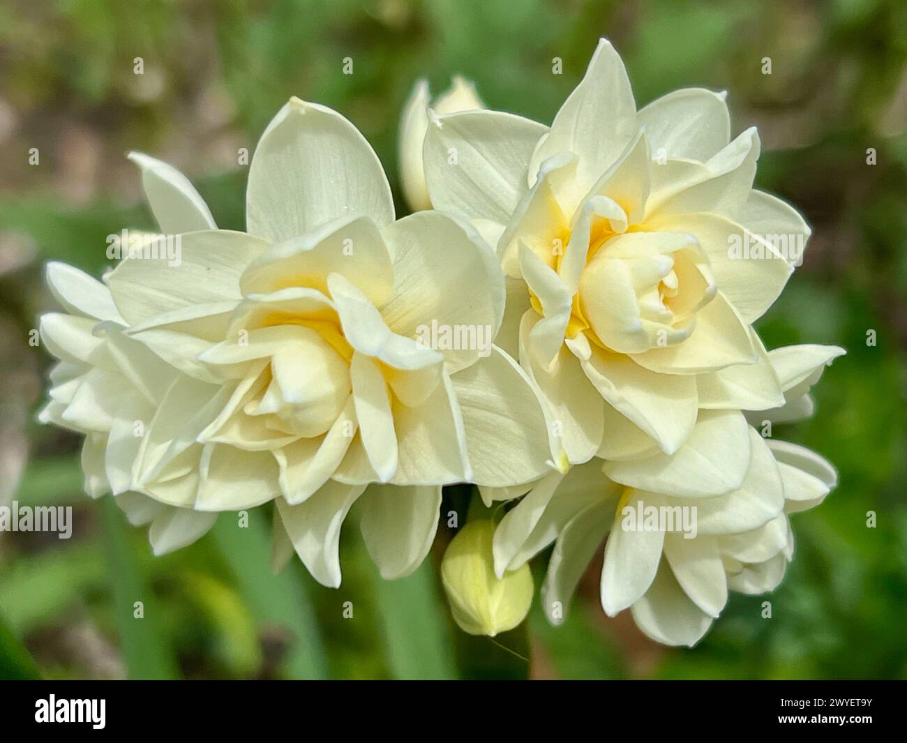 Narcisse fleurit au début du printemps. Banque D'Images