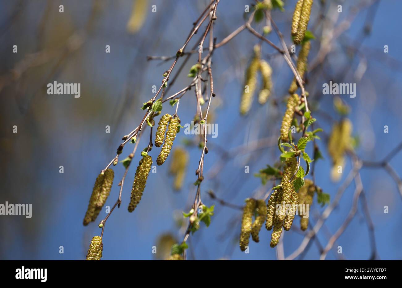 Kaufbeuren, Allemagne. 06 avril 2024. Le pollen de bouleau s'accroche à un bouleau dans le ciel bleu et le soleil. Les personnes allergiques ne seront probablement pas heureuses de la météo estivale. Ce week-end, le pollen de bouleau devrait être élevé, entre autres. Crédit : Karl-Josef Hildenbrand/dpa/Alamy Live News Banque D'Images