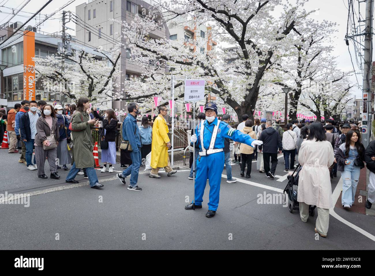 Tokyo, Japon. 06 avril 2024. L'agent de la circulation régule le flux de personnes le long de la rivière Meguro pendant la saison de floraison des cerisiers. Le 6 avril 2024 les citoyens de Tokyo et les touristes ont enfin pu profiter de la saison des cerisiers en fleurs avec un beau temps un samedi après une semaine pleine de pluie et de basses températures. (Photo de Stanislav Kogiku/SOPA images/Sipa USA) crédit : Sipa USA/Alamy Live News Banque D'Images