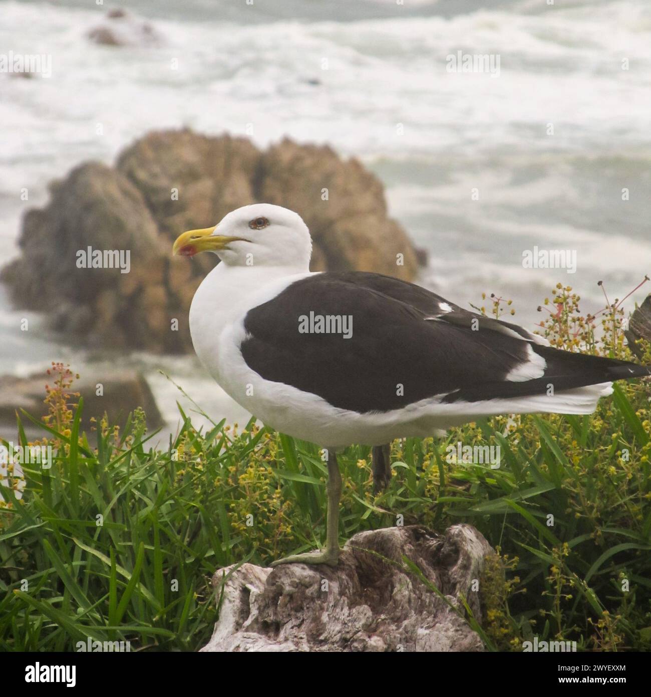 Une mouette à dos noir, Larus Vetula, également connue sous le nom de mouette du cap, le long de la côte rocheuse de Tsitsikamma en Afrique du Sud. Banque D'Images