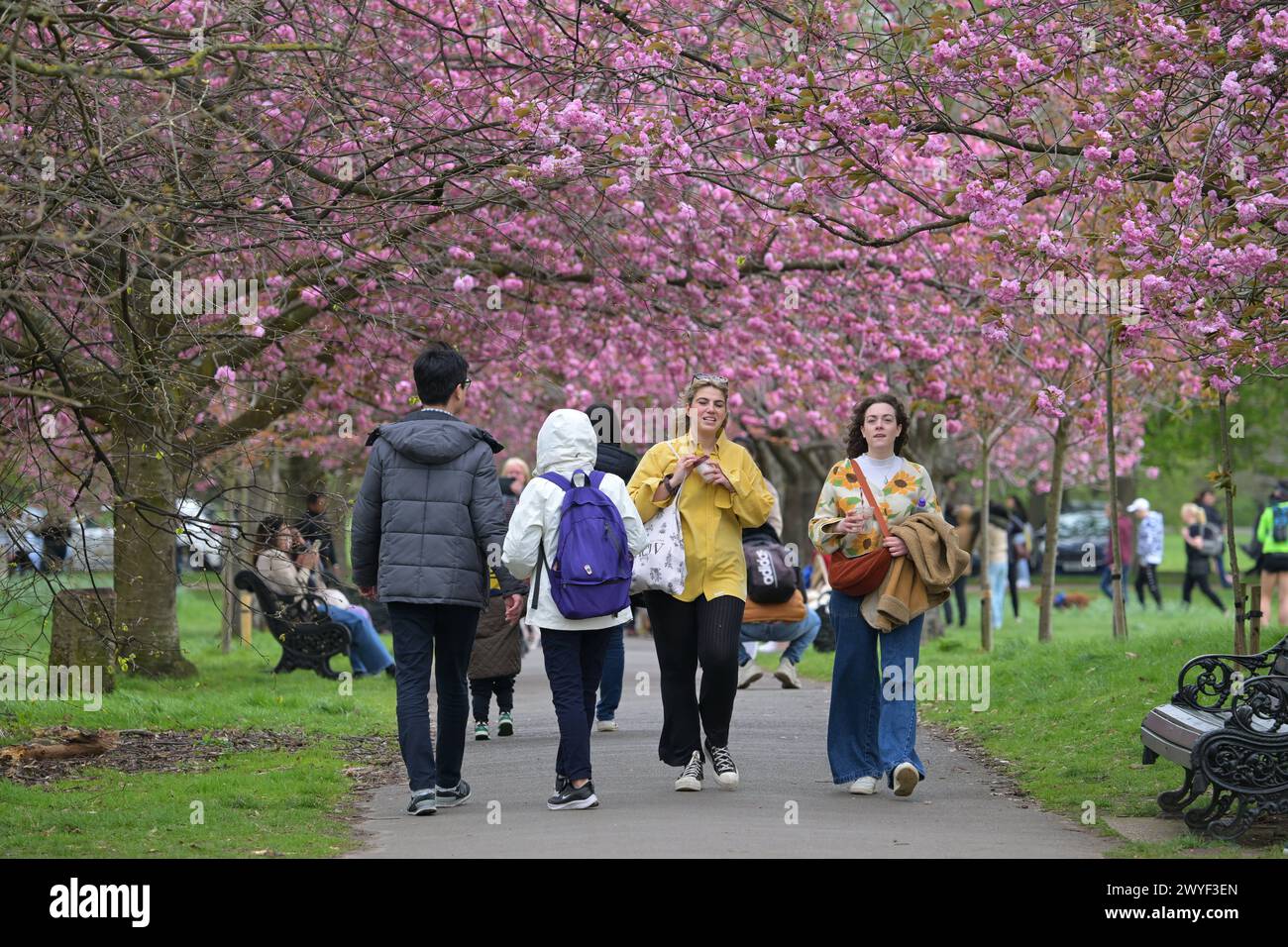 Météo printanière chaude Greenwich Londres les visiteurs de Greenwich Park London UK apprécient le Cherry Blossom récemment fleuri par un beau matin de printemps, pendant le temps le plus chaud de 2024 jusqu'à présent. Londres UK Copyright : xMartinxDaltonx Greenwich 060424 MD 015 Banque D'Images