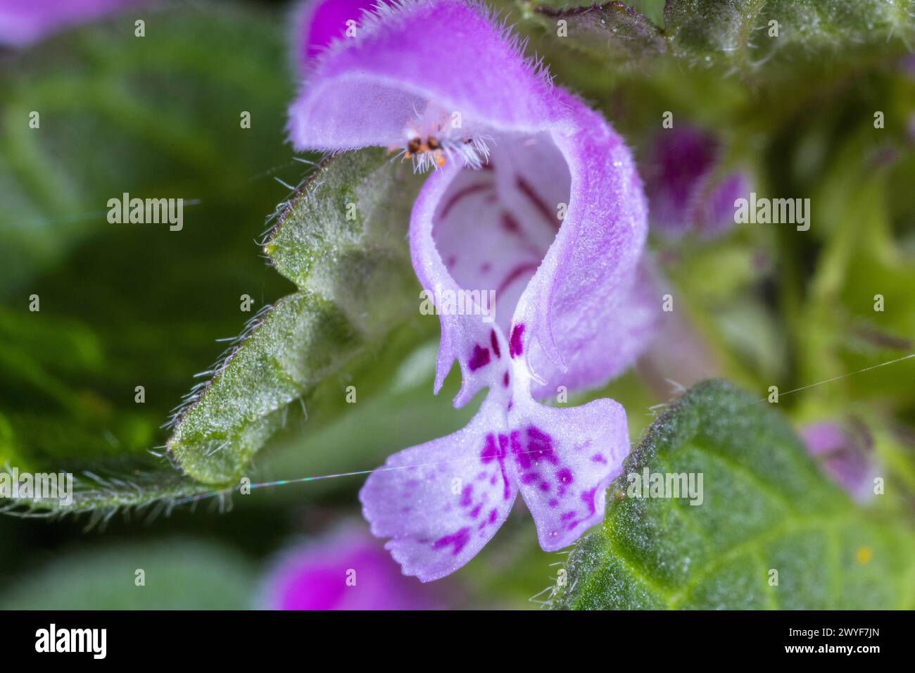 Fleurs de Lamium purpueum, connues sous le nom d'ortie morte rouge, d'ortie morte pourpre ou d'archange pourpre Banque D'Images