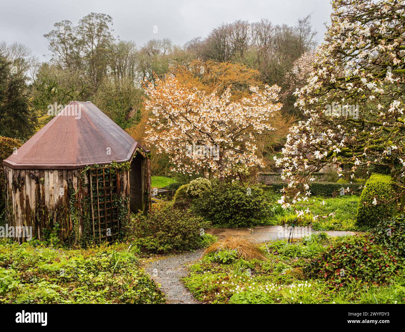 Fleur printanière blanche de Prunus 'Tai Haku' et Magnolia x loebneri 'Merrill' près de la maison d'été du jardin clos à la Garden House, Devon Banque D'Images