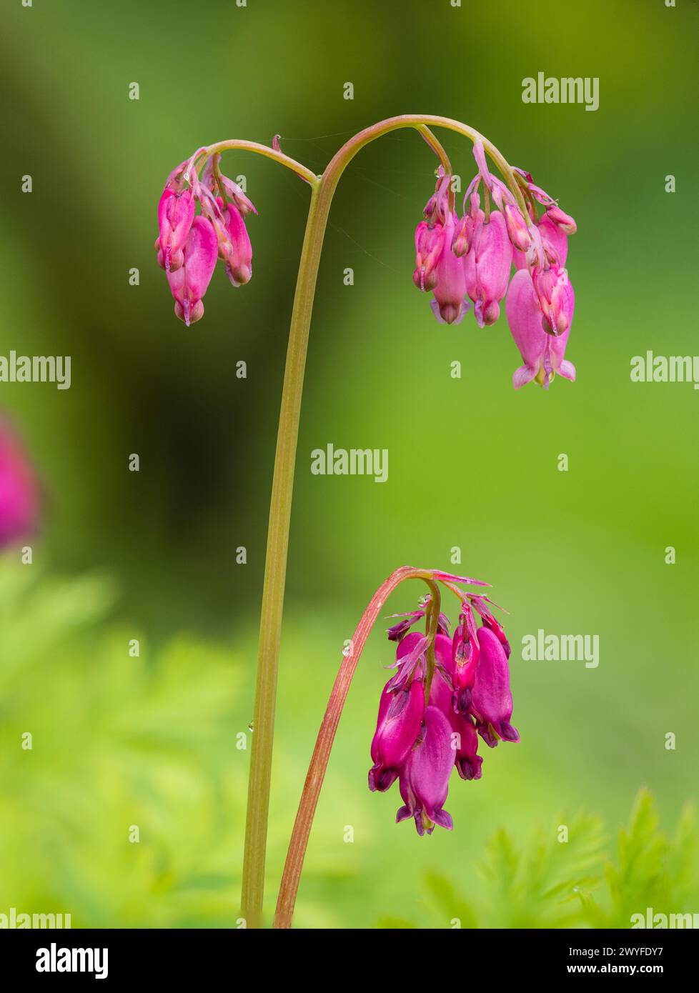 Tiges cintrées et fleurs roses de Dicentra formosa, un forestier rustique à fleurs printanières vivaces Banque D'Images