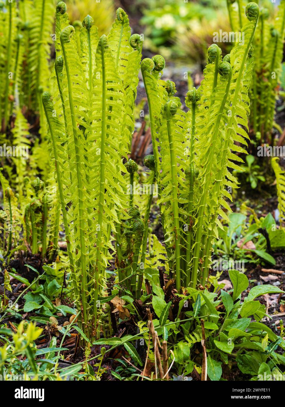 Les crosses de la fougère à autruche robuste, Matteuccia struthiopteris, se déroulent au début du printemps Banque D'Images