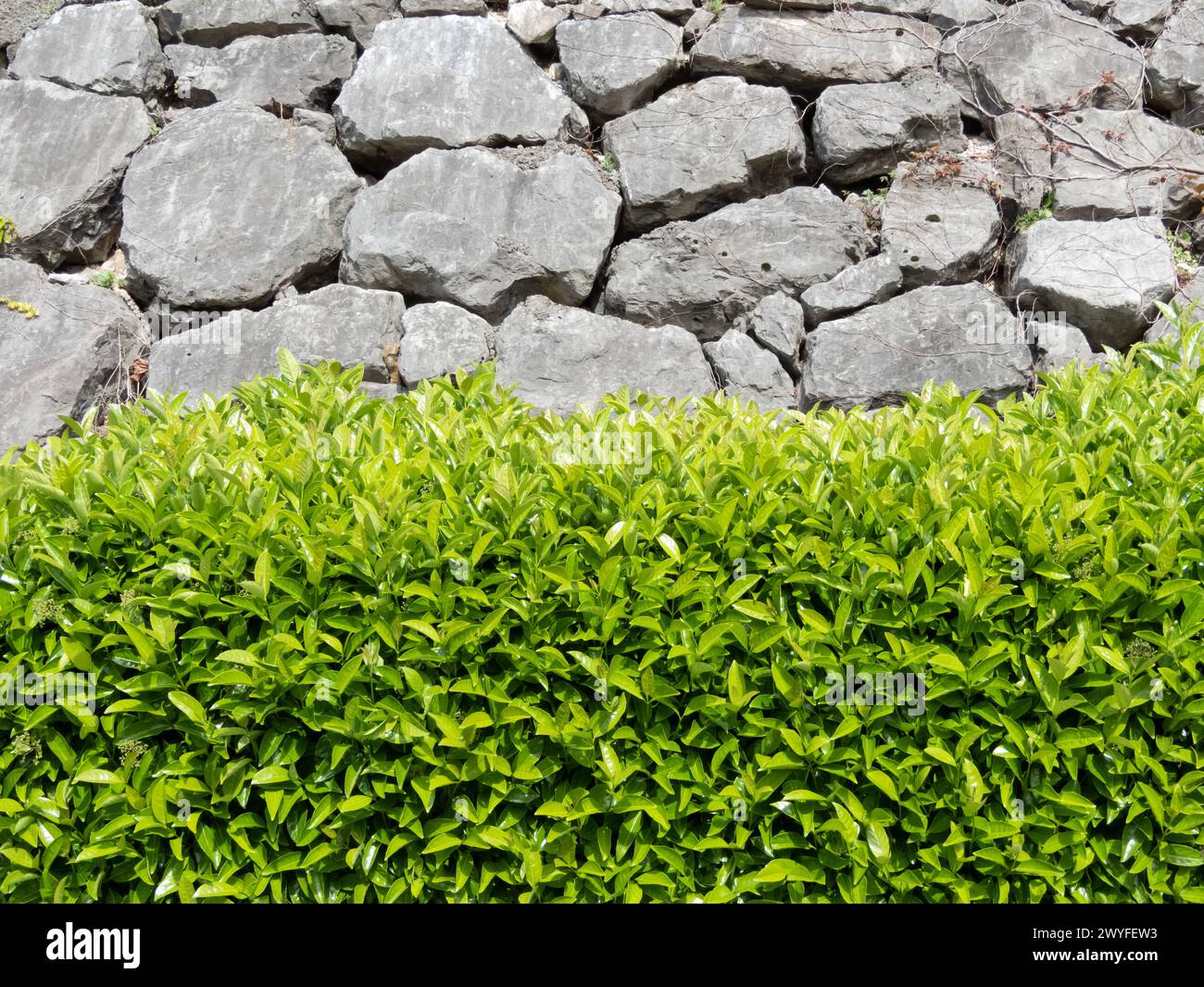 Haie Laureestine près de gros murs de soutènement en pierres. Utilisation du viburnum lucidum dans l'aménagement paysager urbain. Laurier sauvage élagué plantes vert vif. V Banque D'Images