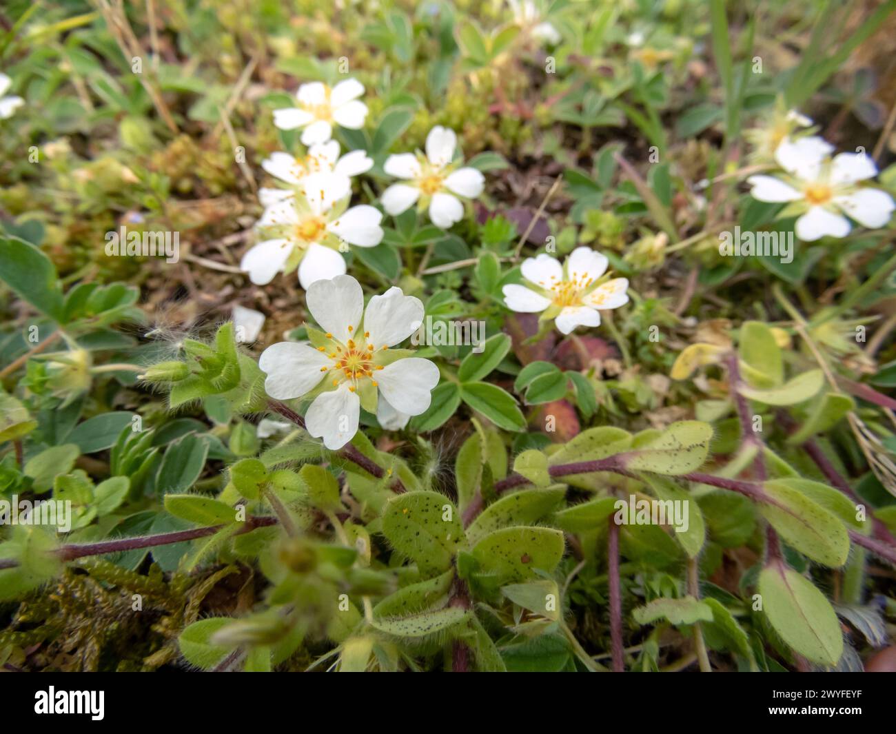 Potentilla montana plante des fleurs blanches et des feuilles trifoliées. Belle fleur blanche avec cinq pétales, étamines jaunes et sépales poilus. Rosaceae famil Banque D'Images