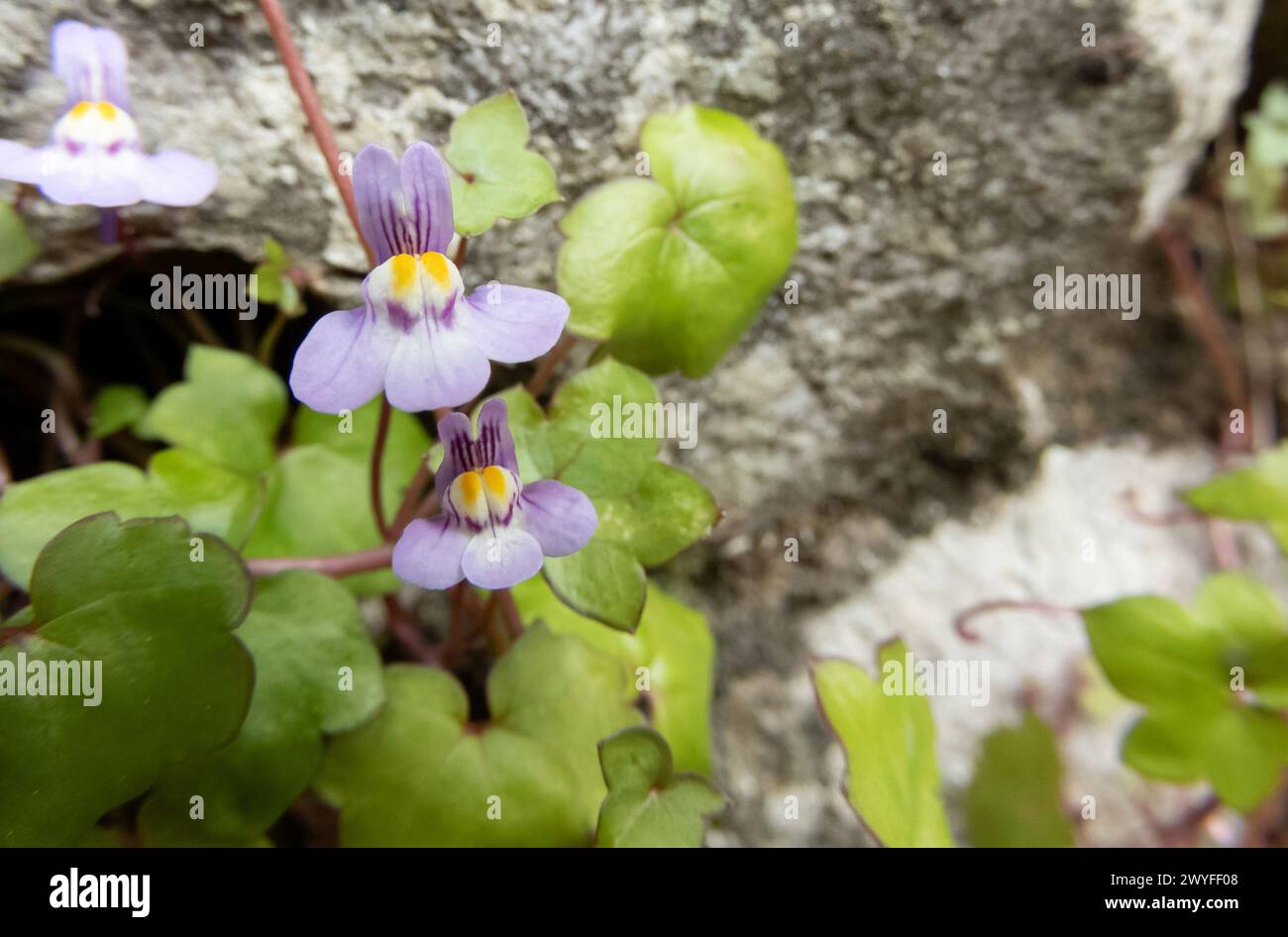 Fleurs de Cymbalaria muralis lilas avec des taches jaunes et des feuilles en gros plan. toadflax à feuilles de lierre ou usine de lierre Kenilworth. Banque D'Images