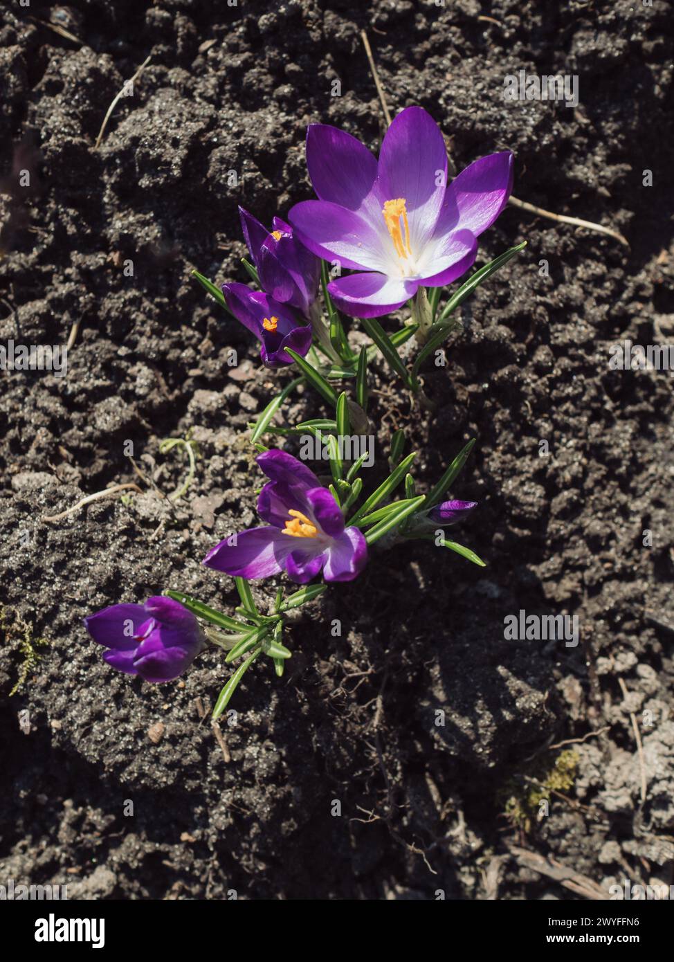 Verticale vue d'en haut gros plan de fleurs de crocus violettes éclatantes dans le jardin. Banque D'Images