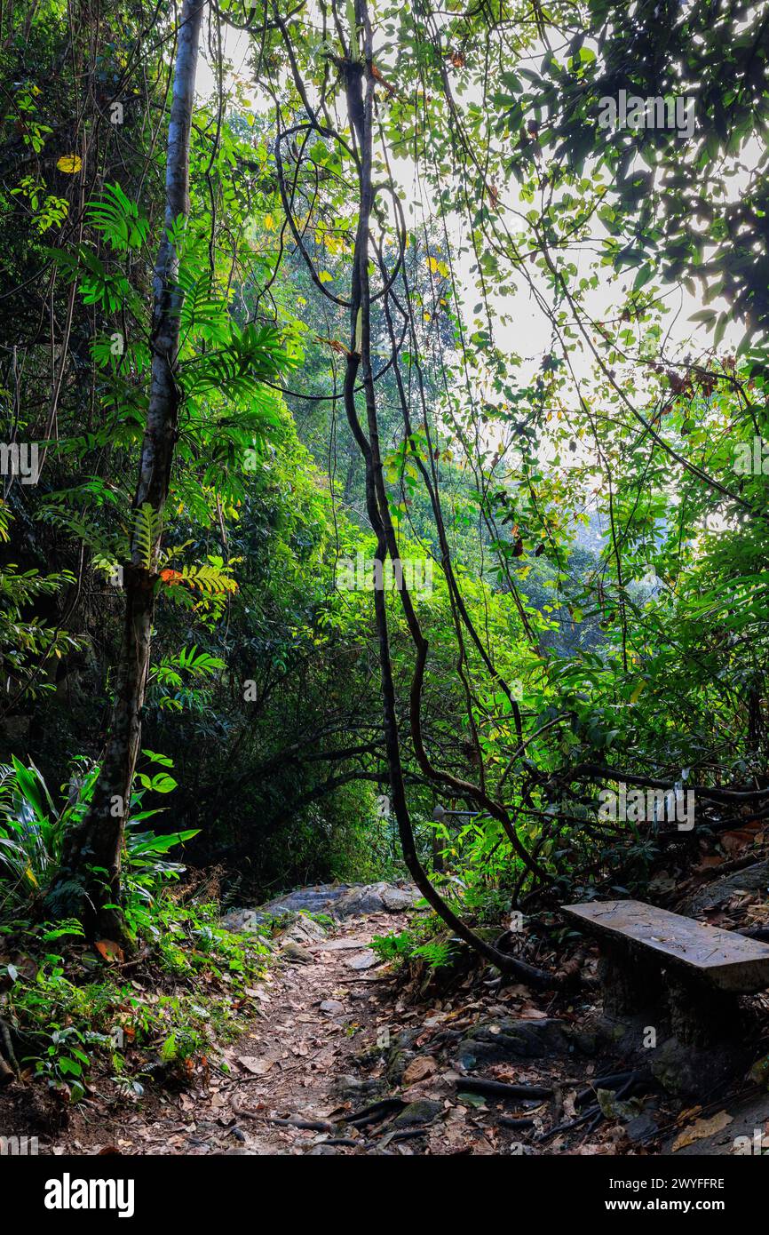 Sentier dans la jungle dense de Mae Kampong, Thaïlande Banque D'Images
