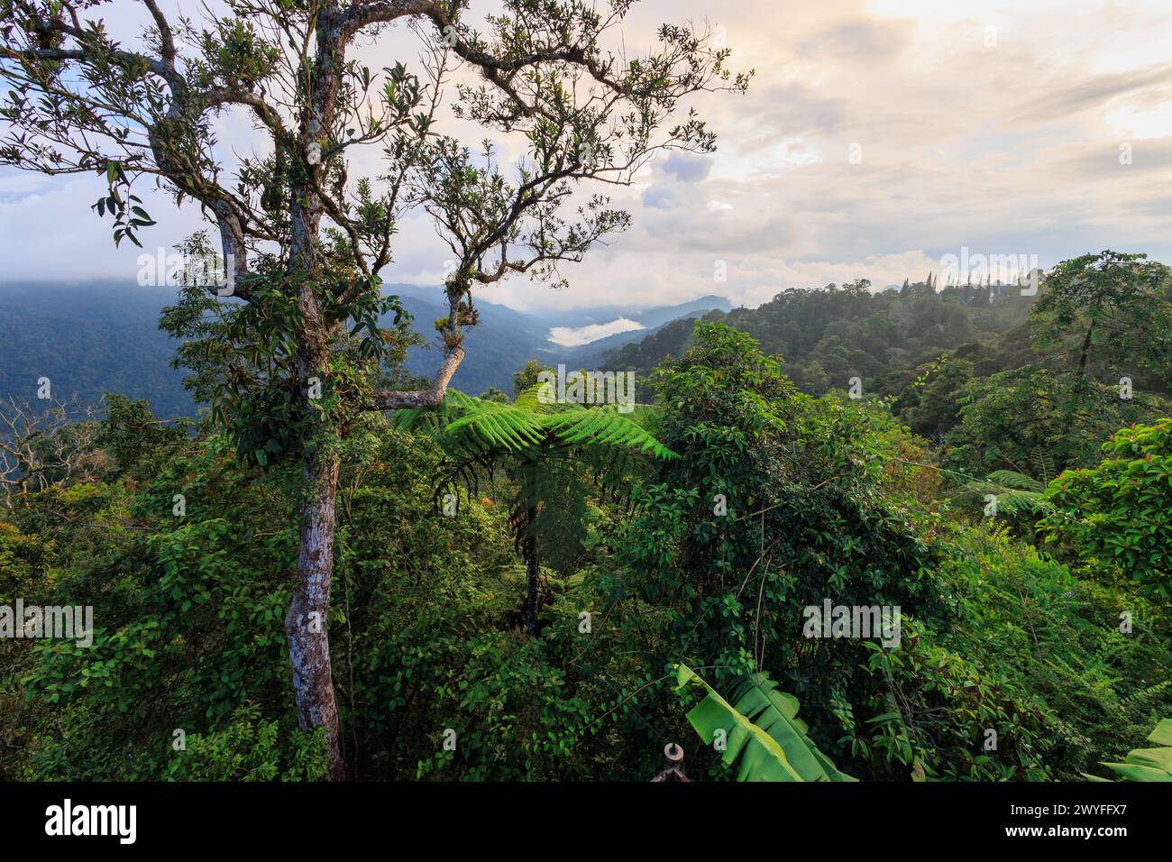 Vue sur l'environnement dense de la forêt tropicale à Fraser's Hill, Malaisie Banque D'Images