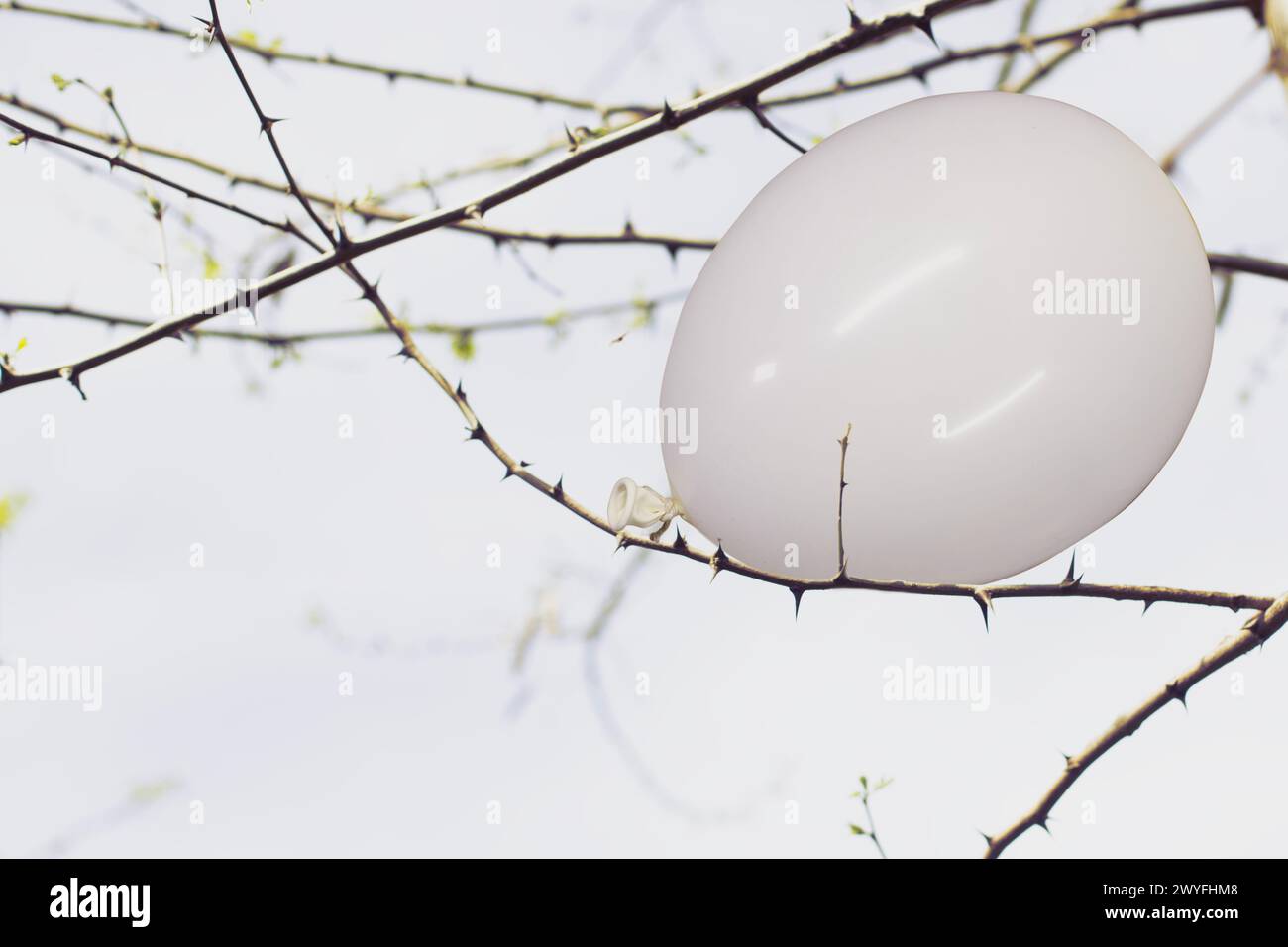 ballon blanc coincé dans les branches d'une plante épineuse, concept abstrait Banque D'Images