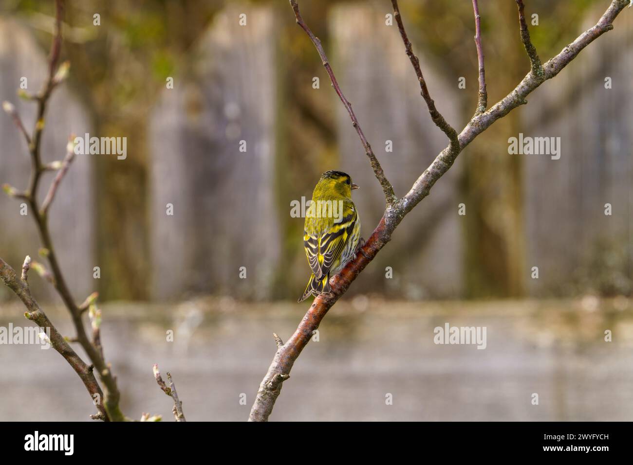 Spinus spinus Eurasian Siskin wold photographie d'oiseaux de nature, image, papier peint Banque D'Images