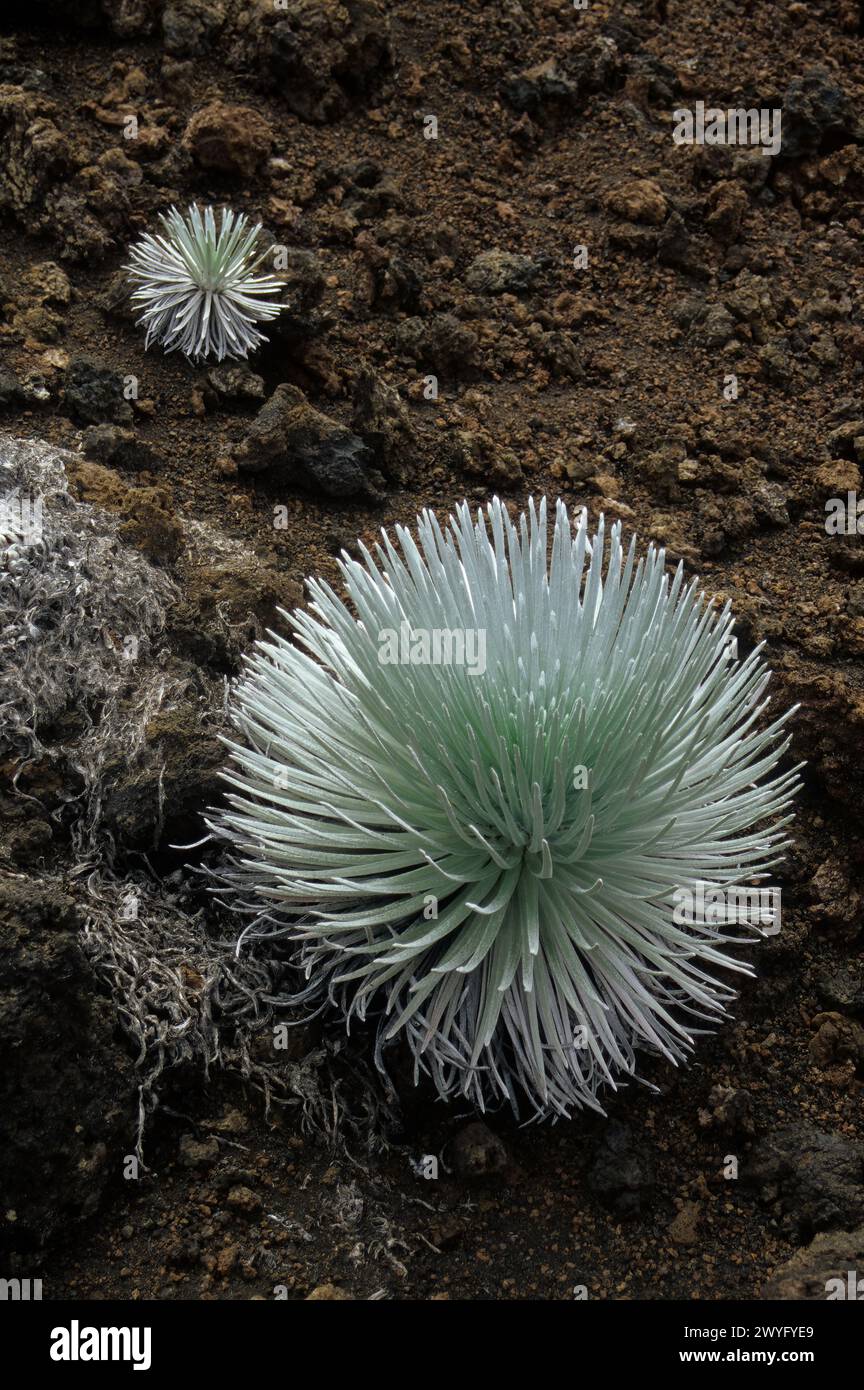 Maui, Hawaï, États-Unis - Silversword dans le cratère Haleakala, parc national Haleakala. Ahinahina. Argyroxiphium sandwicense, asteraceae. Banque D'Images