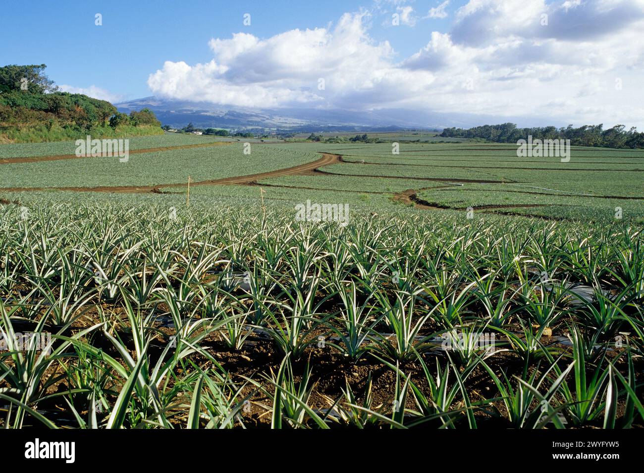 Maui, Hawaii, USA - champs d'ananas, Haleakala en arrière-plan. Banque D'Images