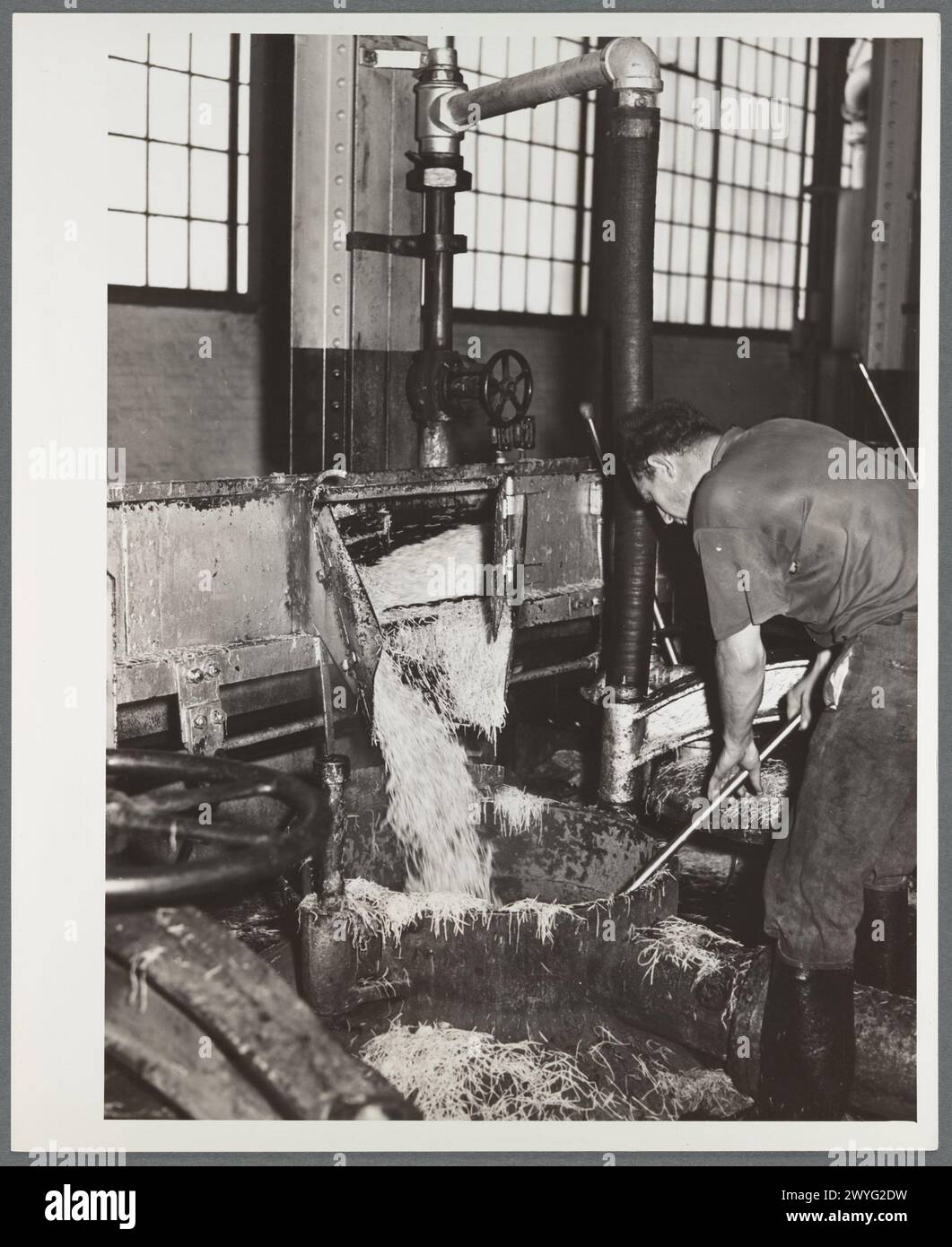 Chargement de betteraves à sucre hachées dans des chambres de duffusion. Usine de sucre. Brighton, Colorado Banque D'Images