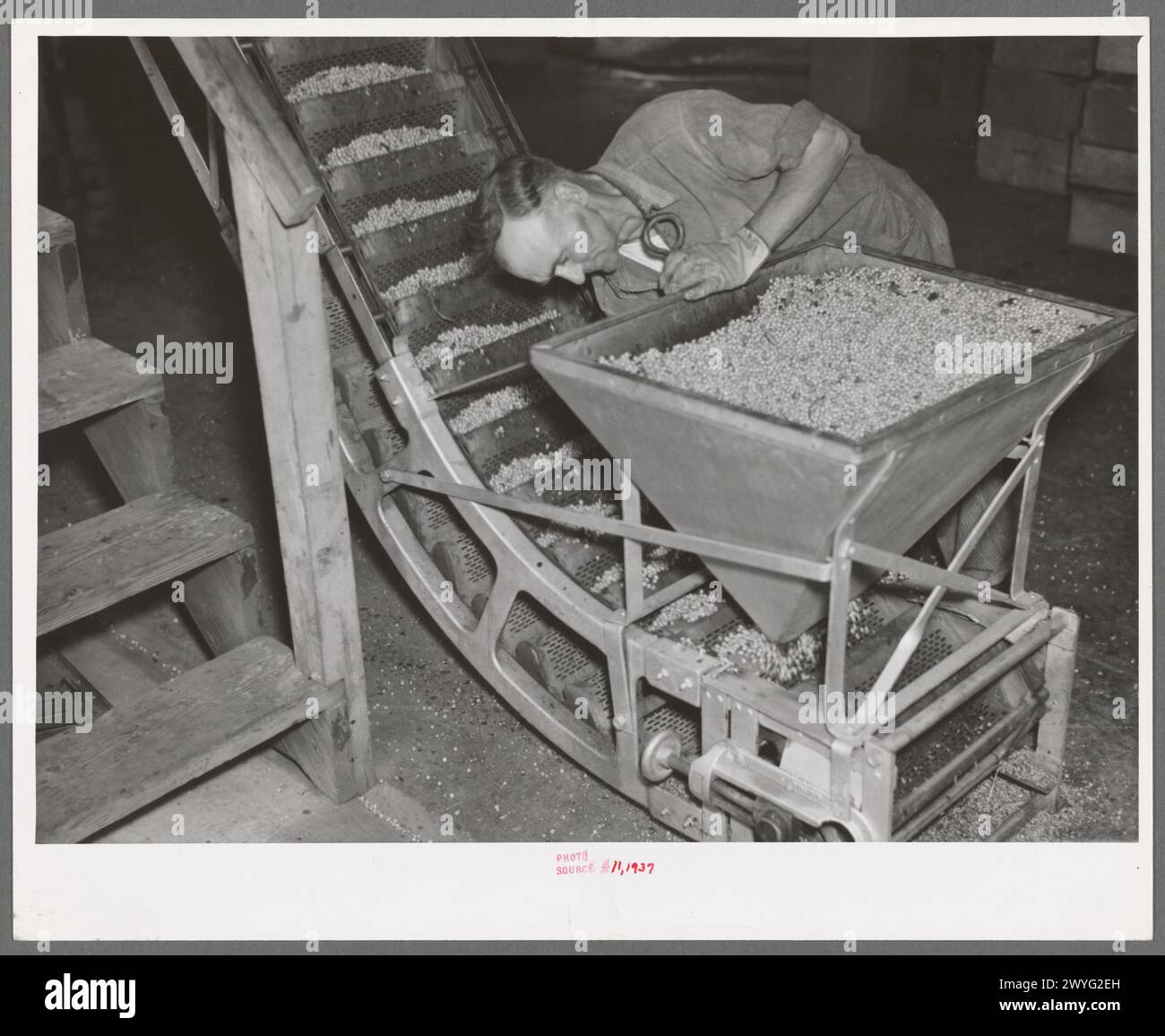 Une trémie pleine de pois et un convoyeur à l'usine de conserverie de Sun Prairie, Wisconsin Banque D'Images