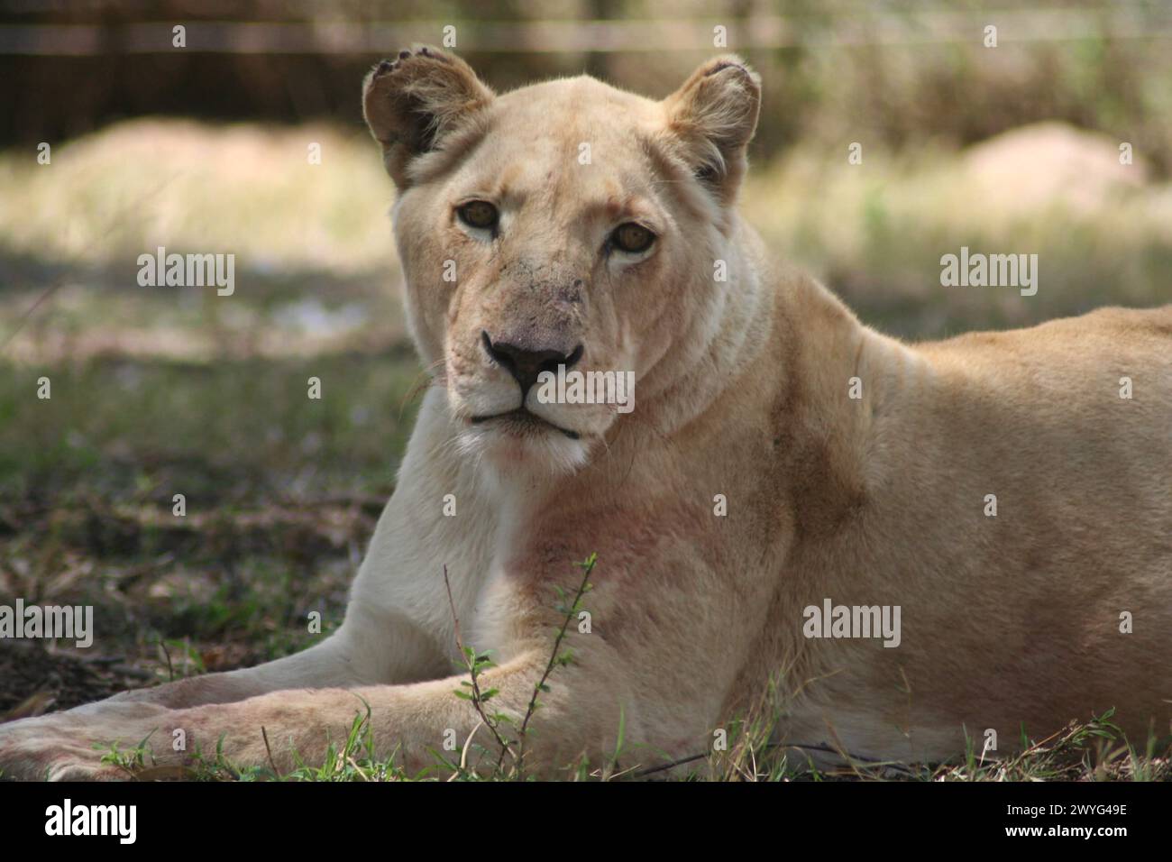 Un lion se détendant à l'ombre, établissant un contact visuel avec la caméra Banque D'Images
