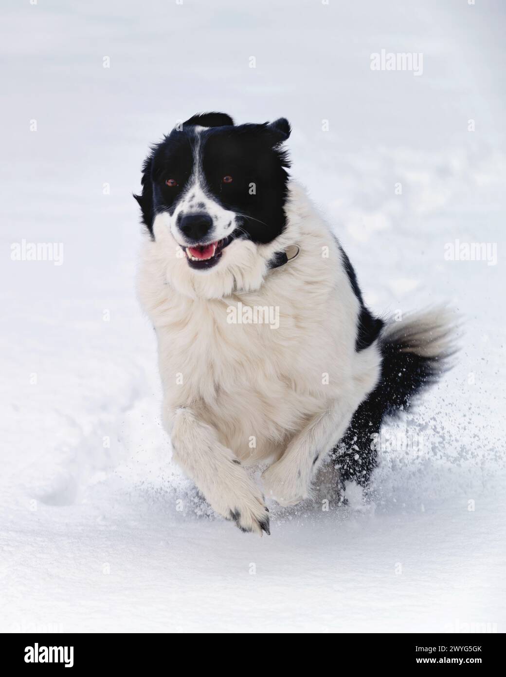 Vue rapprochée d'Un chien Happy Border Collie courant dans une neige profonde, New Jersey, États-Unis Banque D'Images