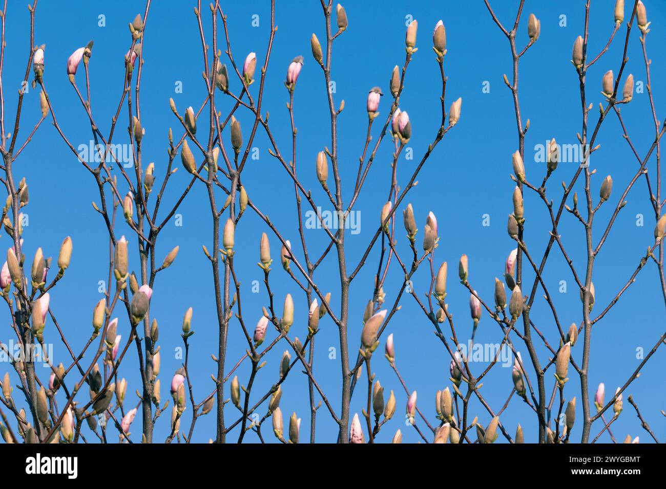 Bourgeons de magnolia non ouverts contre un ciel bleu. Fond de printemps naturel. Banque D'Images