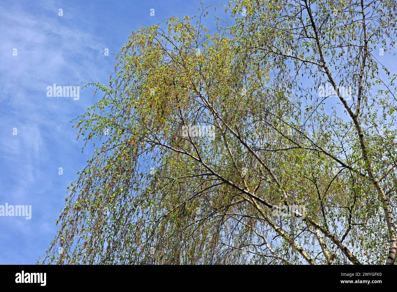 Blütenkätzchen der Birke Die filigranen Zweige einer Sandbirke beim beginnendem Blattaustrieb und Blütenkätzchen im Frühling *** chatons de fleur de bouleau les branches filigranes d'un bouleau de sable au début de l'émergence des feuilles et les chatons de fleur au printemps Banque D'Images