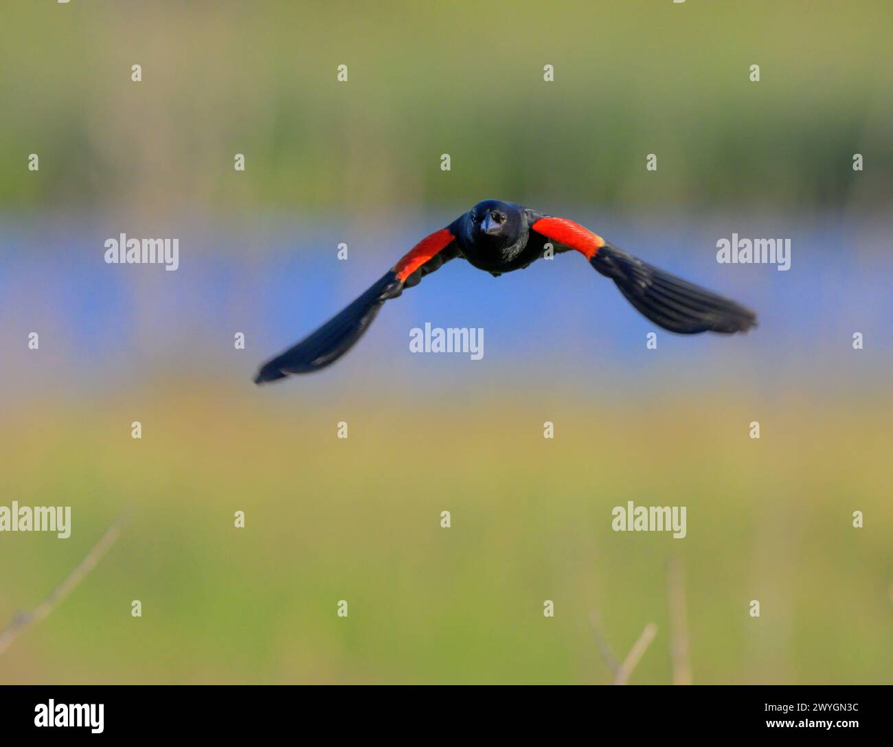 Oiseau noir mâle à ailes rouges (Agelaius phoeniceus) volant et montrant au-dessus des marais de marée, Galveston, Texas, États-Unis. Banque D'Images
