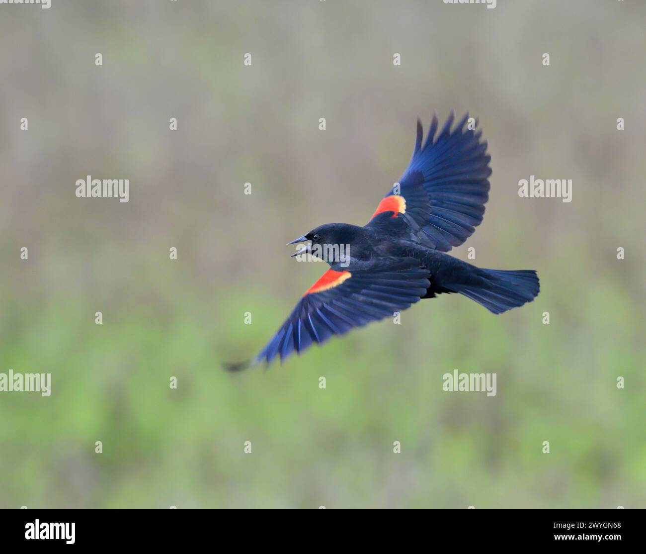 Oiseau noir mâle à ailes rouges (Agelaius phoeniceus) volant, chantant et exposant au-dessus de son aire de répartition au marais de marée, Galveston, Texas, États-Unis. Banque D'Images