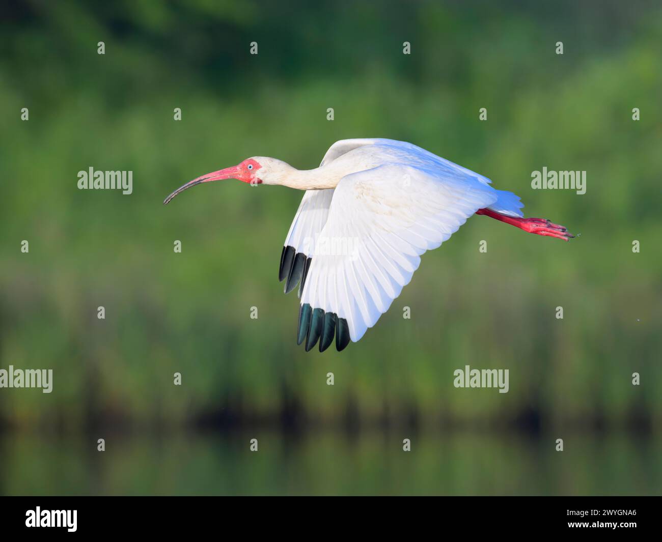 American Ibis blanc (Eudocimus albus) survolant tidal marsh, Galveston, Texas, États-Unis. Banque D'Images