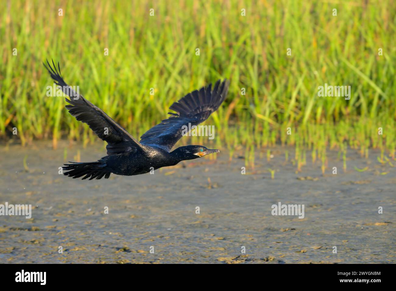 Cormoran néotrope (Nannopterum brasilianum) survolant un marais à marée tôt le matin, Galveston, Texas, États-Unis Banque D'Images