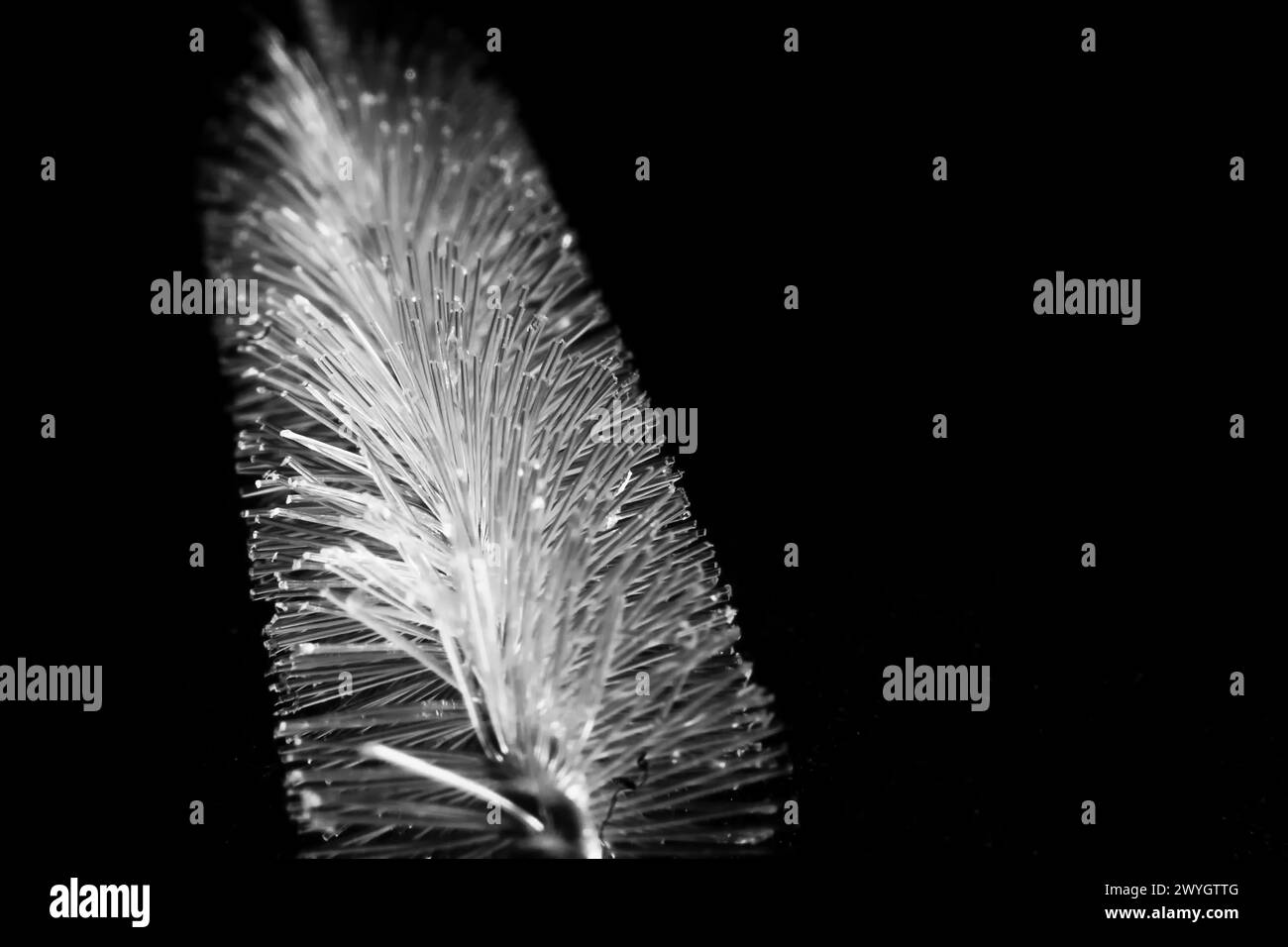 une photo en noir et blanc d'un pinceau tubulaire avec une plume sur un fond sombre. Photographie de natures mortes. Banque D'Images