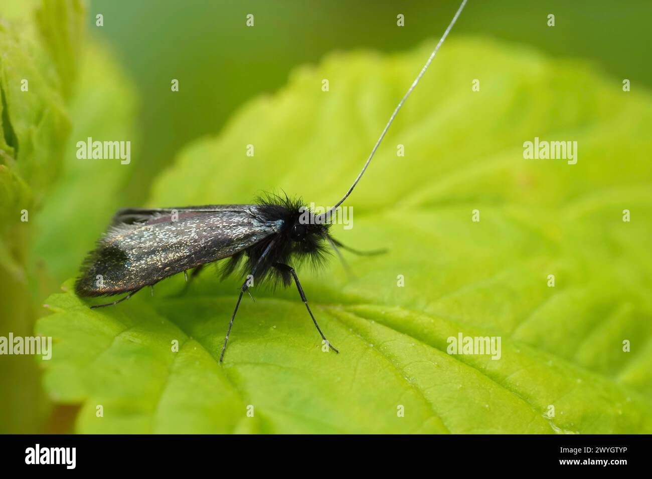 Gros plan détaillé sur le petit papillon vert longhorn, Adela reaumurella assis sur une feuille verte Banque D'Images