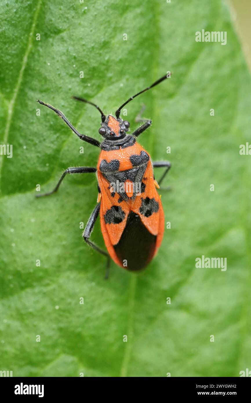 Gros plan détaillé sur une guêpe maçonne précoce, Ancistrocerus nigricornis assis sur du bois Banque D'Images