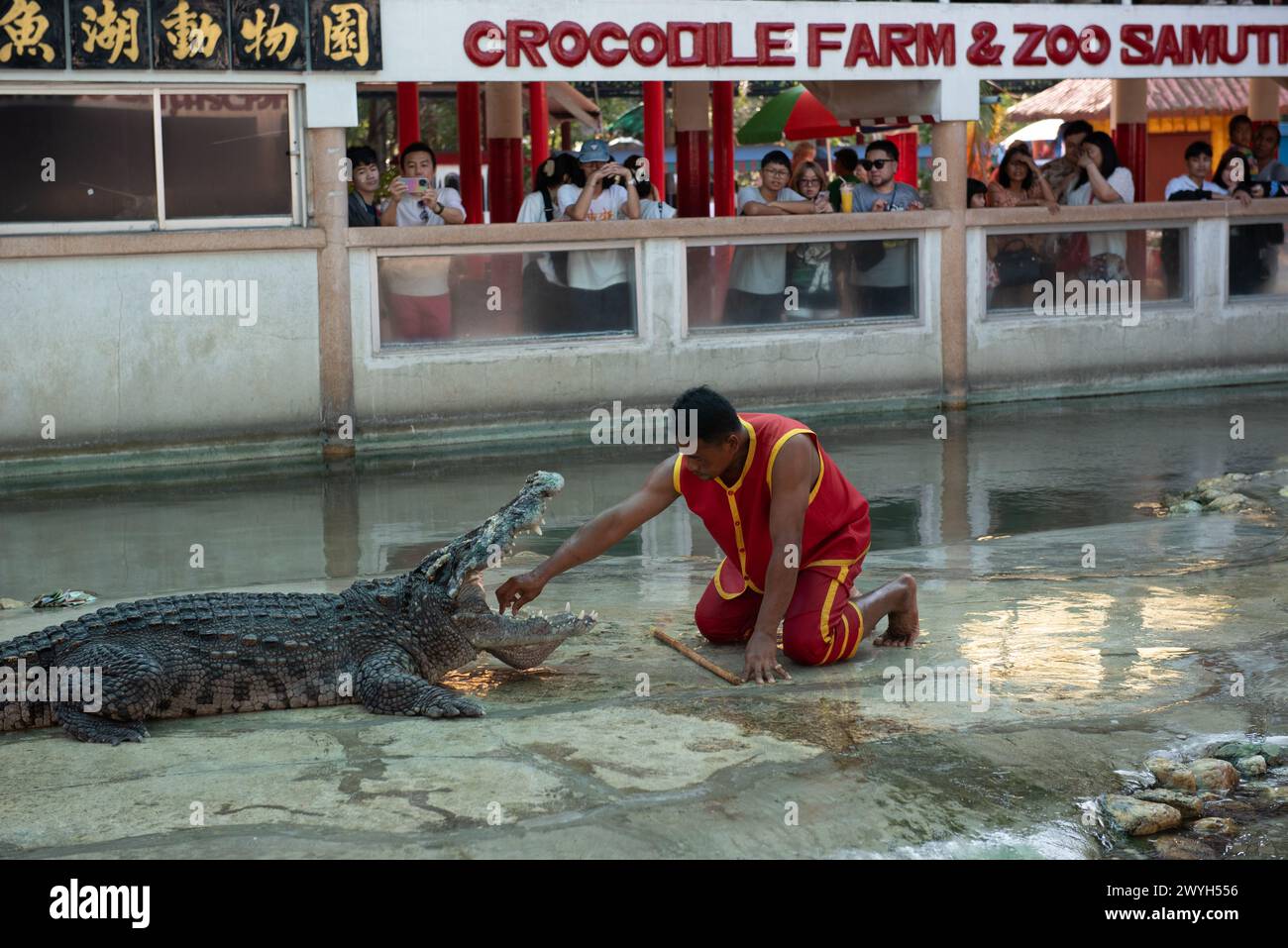 Samut Prakan, Thaïlande. 06 avril 2024. L'interprète met sa main dans la bouche du crocodile. Pendant le spectacle pour les touristes à la ferme de crocodiles et zoo de Samutprakan le 6 avril 2024. Dans la province de Samut Prakan. 35 km de Bangkok. Après avoir été temporairement fermé pendant 3 ans en raison de la situation épidémique de COVID-19. (Photo de Teera Noisakran/Pacific Press) crédit : Pacific Press Media production Corp./Alamy Live News Banque D'Images