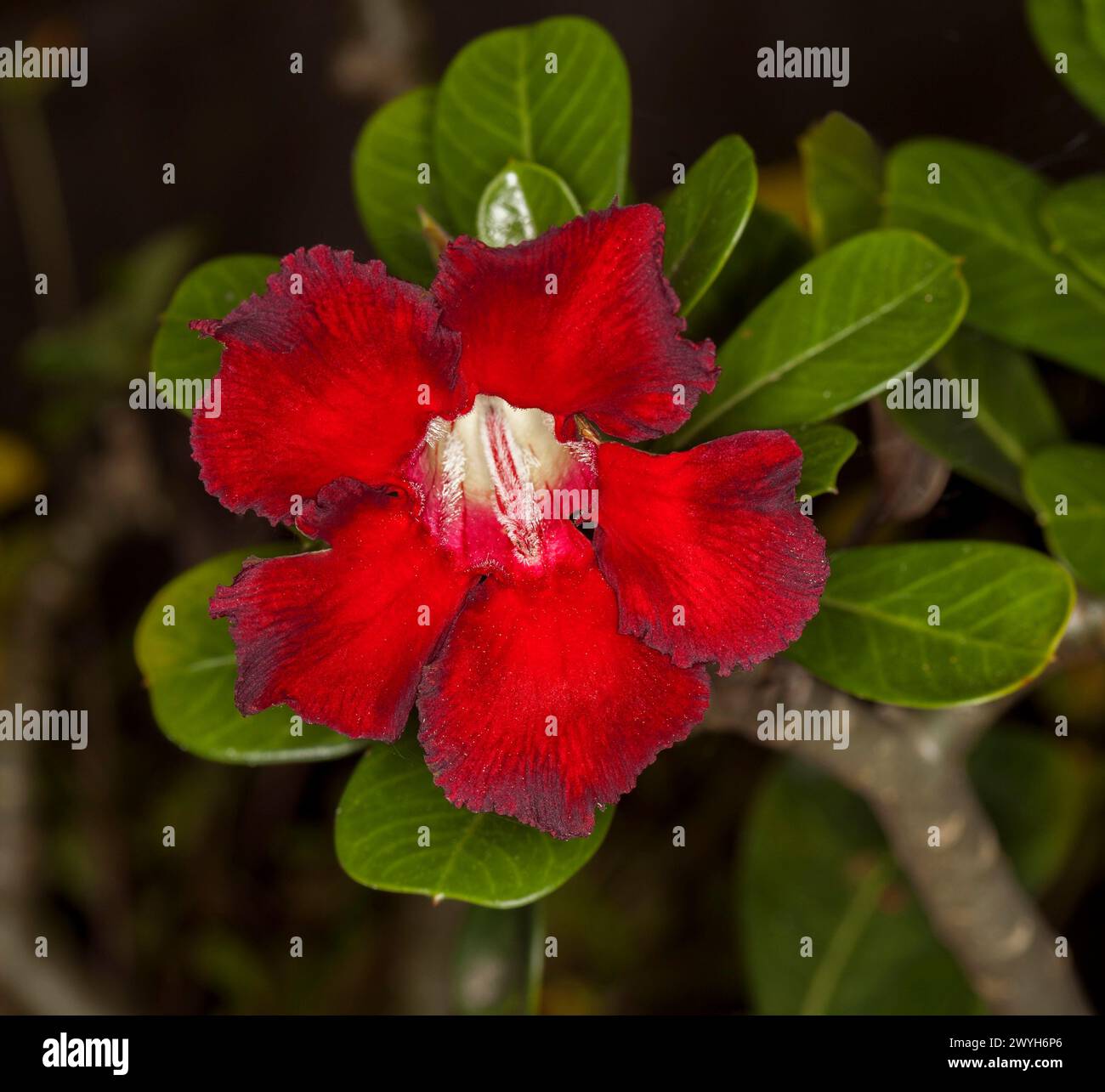 Spectaculaire fleur rouge profond et feuilles vert foncé d'Adenium obesum, African Desert Rose, sur fond sombre Banque D'Images