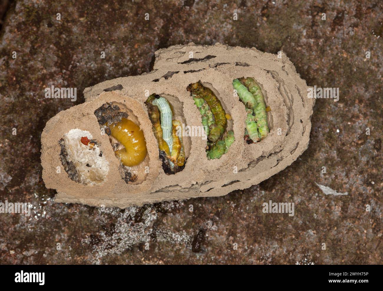 Image rare et étonnante de l'intérieur du nid de boue / guêpe potier montrant les oeufs d'insectes, chenilles et larves à divers stades de métamorphose Banque D'Images