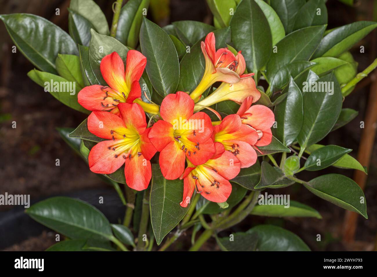 Ornement vif fleurs parfumées et feuillage vert de Vireya rhododendron tropical 'Blaze of Glory' dans un jardin australien Banque D'Images