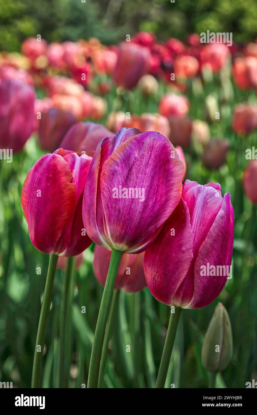 Tulipes Banque D'Images